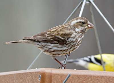 purple finch-Female Purple finch