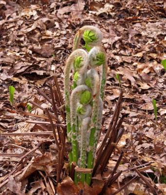 cinnamon fern fiddlehead