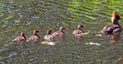  merganser and her babies!  light the wrong way!!!