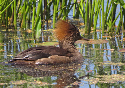 5/23/15 - female Merganser