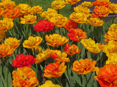 bost gardens-5/6/15 Tulips