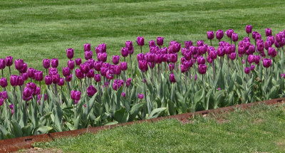 boston gardens-5/6/15 - Tulips