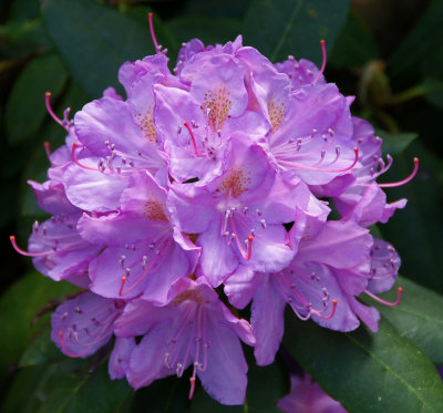tower hill-Rhododendrom