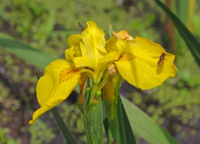great meadows-iris?