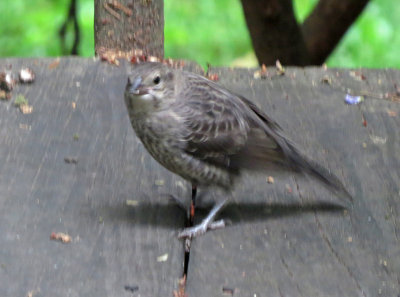 unknown bird-150617-0267ed.jpg