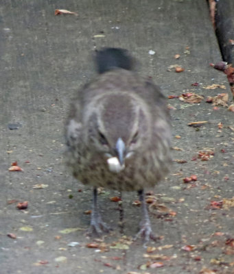 unknown bird-150617-0270ed.jpg