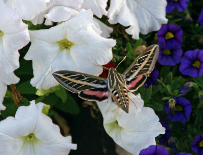custer -Hummingbird moth