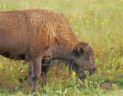 wildlife dr.-140822-04469ed_edited-1.jpg