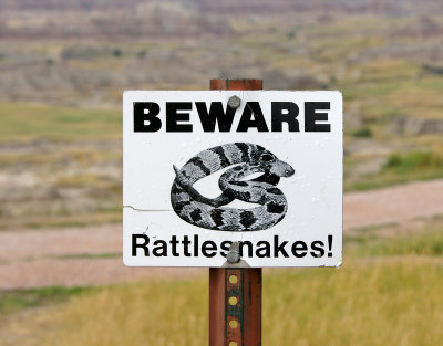 Various wildlife seen in the badlands