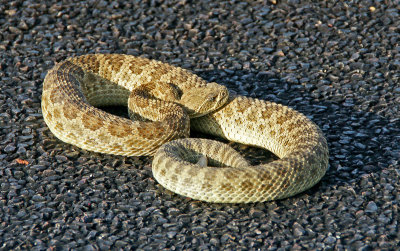 badlands-Rattle snake