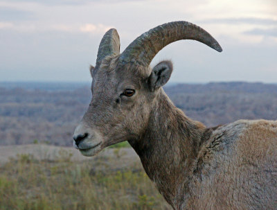 badlands-Mountain goat or big horned sheep