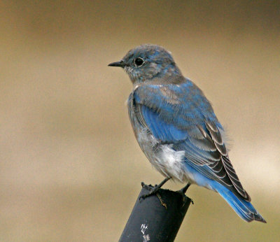 badlands-Western bluebird