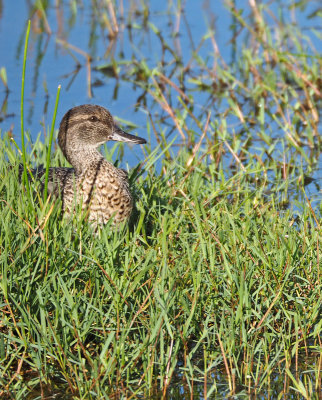 green cay-teal