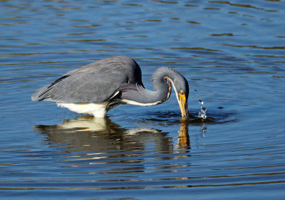 green cay-tricolored heron
