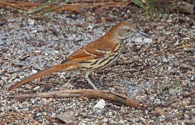 okeeheelee-thrush