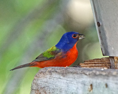 okeeheelee-Male painted bunting