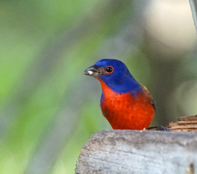 okeeheelee-male painted bunting