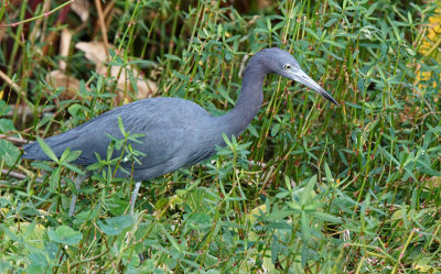 wako-blue heron