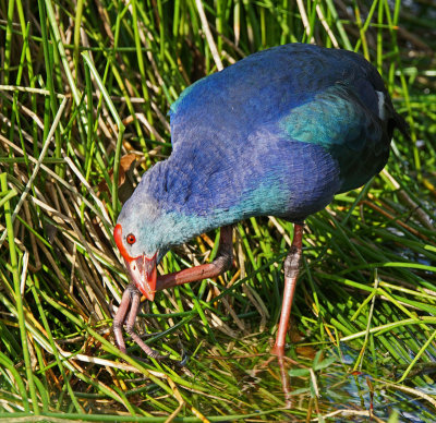 wako-swamphen