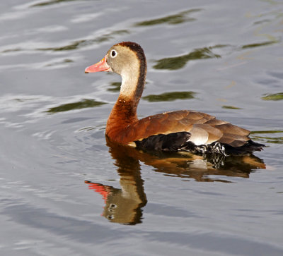 wako-whistling duck