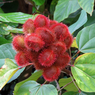 Mounts botanical garden-bush
