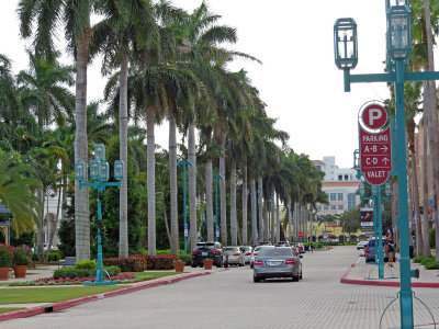 Boca-palm trees along the street