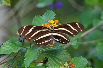okeeheelee-butterfly