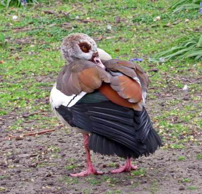 St.James Park-Egyptian Goose