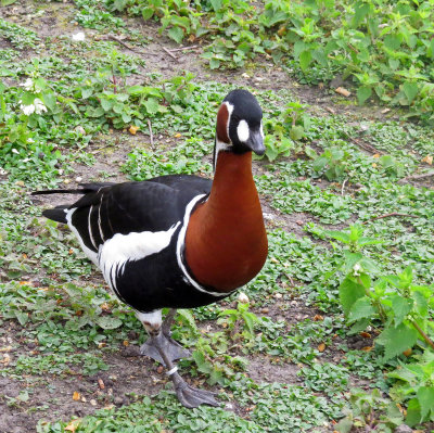 St.James Park-redbreasted goose