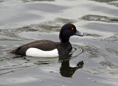 St.James Park-Tufted duck or scaup
