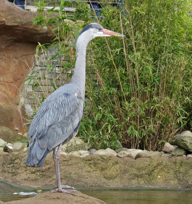 london zoo-Blue or Grey Heron