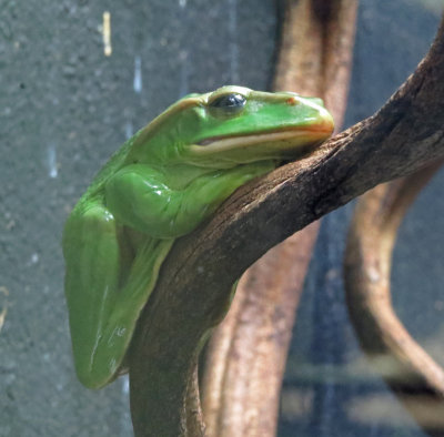 london zoo-Frog