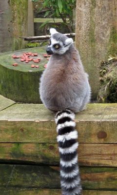 london zoo-Lemur
