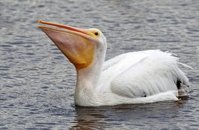 ding-Pelican swallowing fish