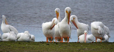 ding-White Pelicans