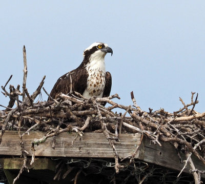 ding-Osprey nest