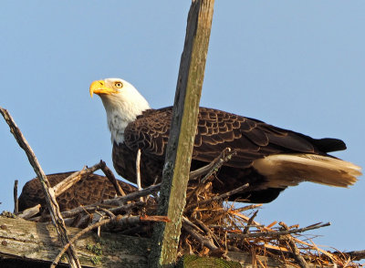 eagle-Nest in parking lot of shell museum