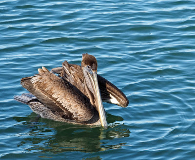 Naples Pier-Brown Pelican