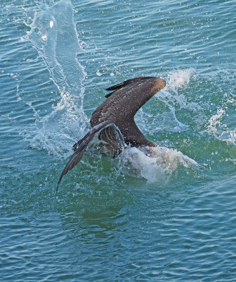 Naples Pier-Pelican diving for fish