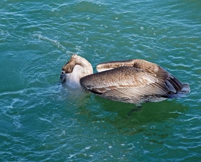 Naples Pier-Pelican eating