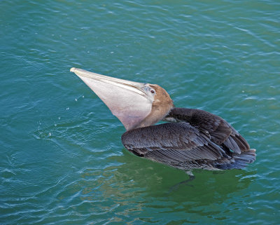 Naples Pier-Pelican swallowing