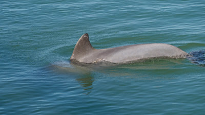 Naples Pier-Dolphin