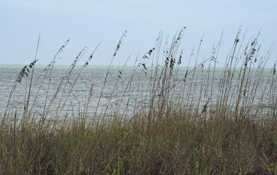 sanibel beach-beach grasses