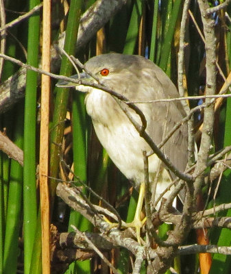 2016-01-11 immature yellow or black crowned night heron