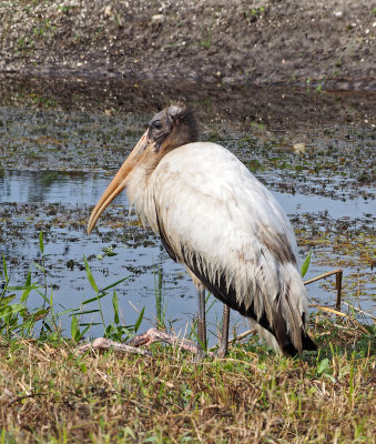 bird rookery-Wood stork