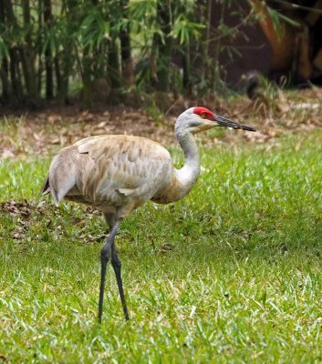 bird rookery-Sandhill Crane
