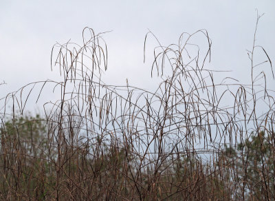bird rookery-Grassy view