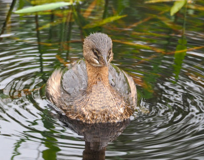 bird rookery-Grebe