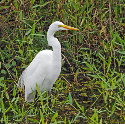 bird rookery-Egret
