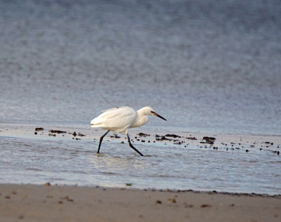 bunche-White morph reddish Egret